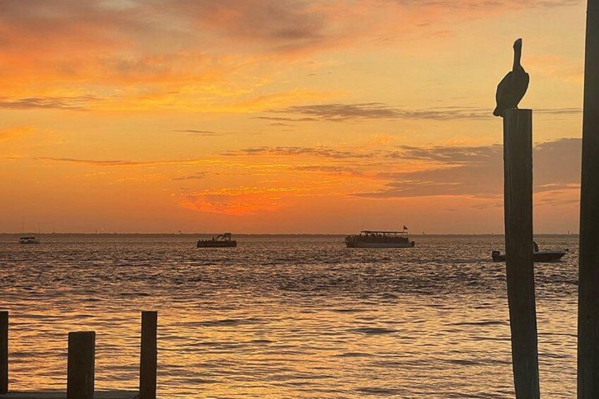 Sunset Dolphin Cruise 4