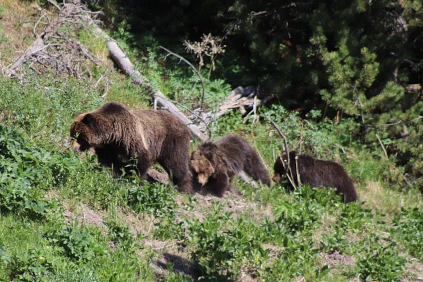 Un oso en un área boscosa con abundante vegetación y un árbol caído. 5