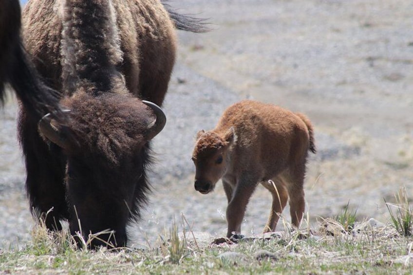 A large brown animal with horns and a smaller one nearby. 2