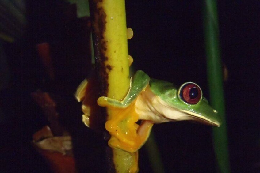 Una rana aggrappata a un gambo di pianta verde. 5