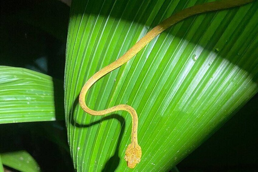 Un serpente su una foglia verde. 4