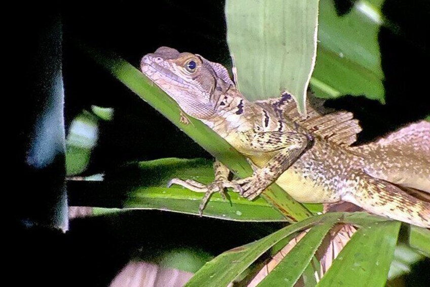 Un lucertola su una pianta verde. 2