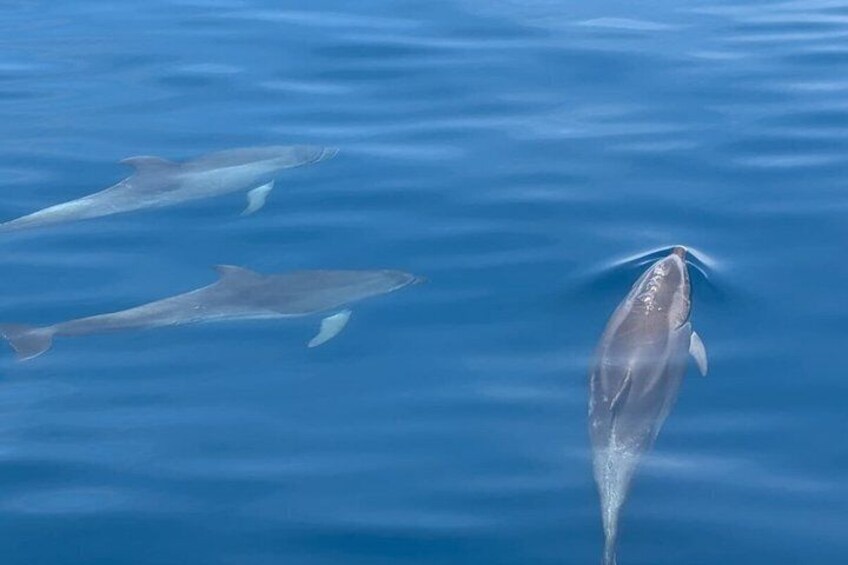 Deux dauphins nagent dans l’océan. 1