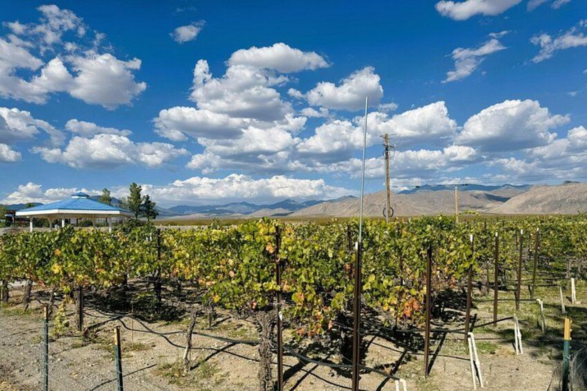A vineyard with rows of grapevines under a clear sky. 2