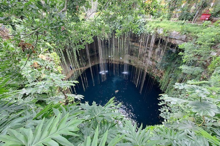 Ein Naturbad, umgeben von üppigem Grün und hängenden Ranken. 5