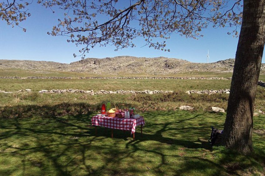 A picnic table with food and drinks, a tree, and a grassy field with hills in the background. 5