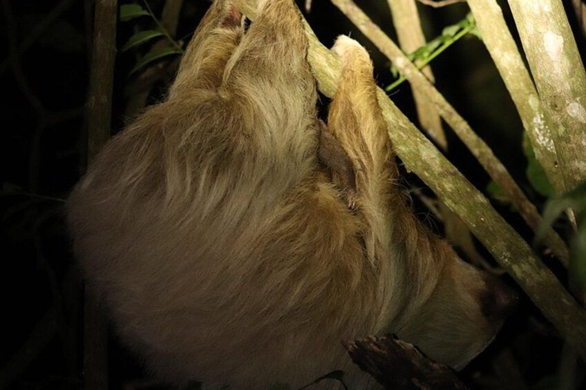 Rural Coffee Processes Inside the Forest with Night Tour 4