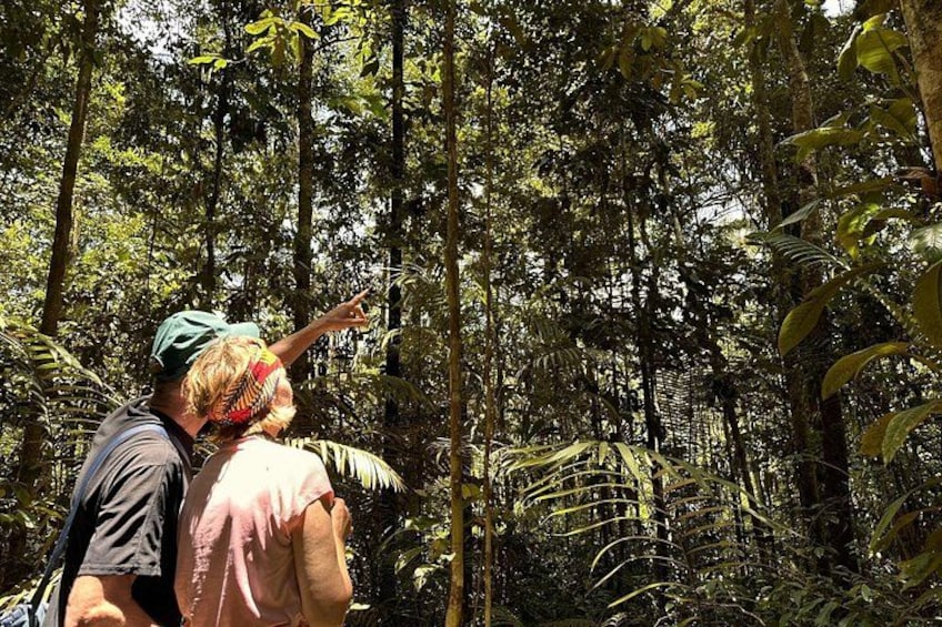 Two people walking through a dense forest with tall trees and thick underbrush. 1