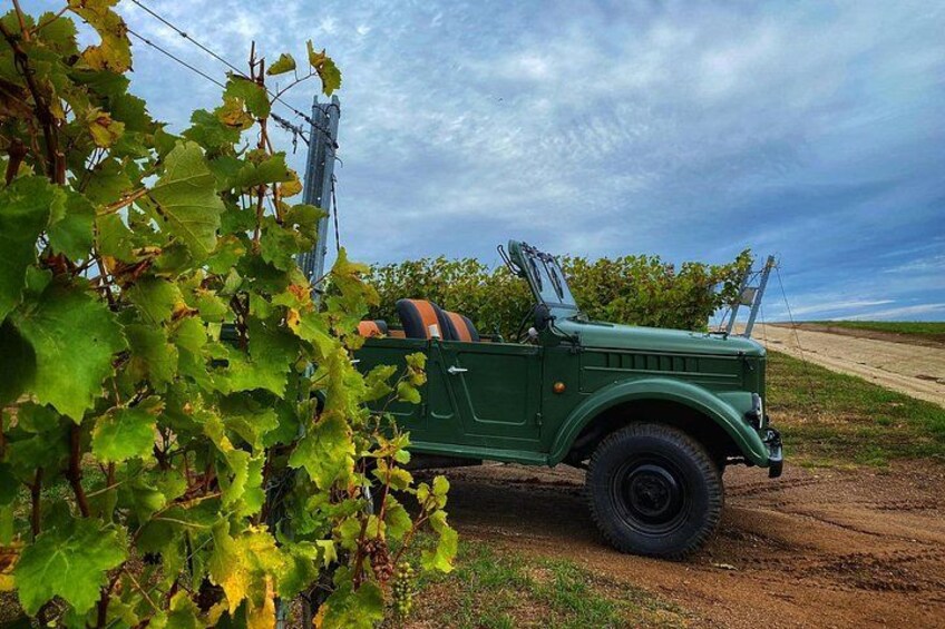 A green military jeep parked on a dirt road with grapevines in the foreground. 3