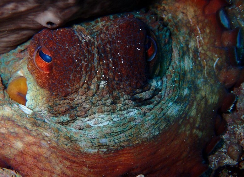 Picture 5 for Activity Menorca: Bautizo buceo desde barco con fotos incluidas 1