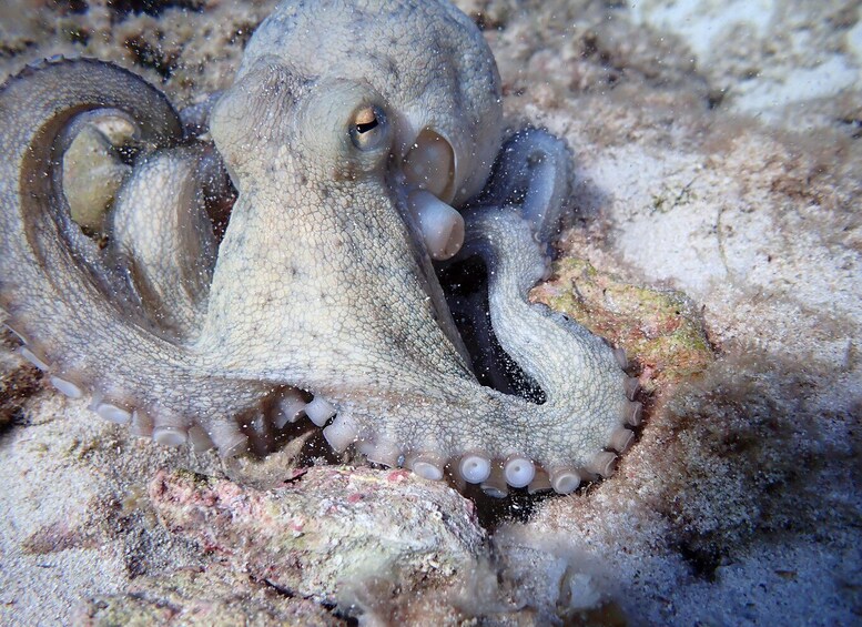 Picture 7 for Activity Menorca: Bautizo buceo desde barco con fotos incluidas 5
