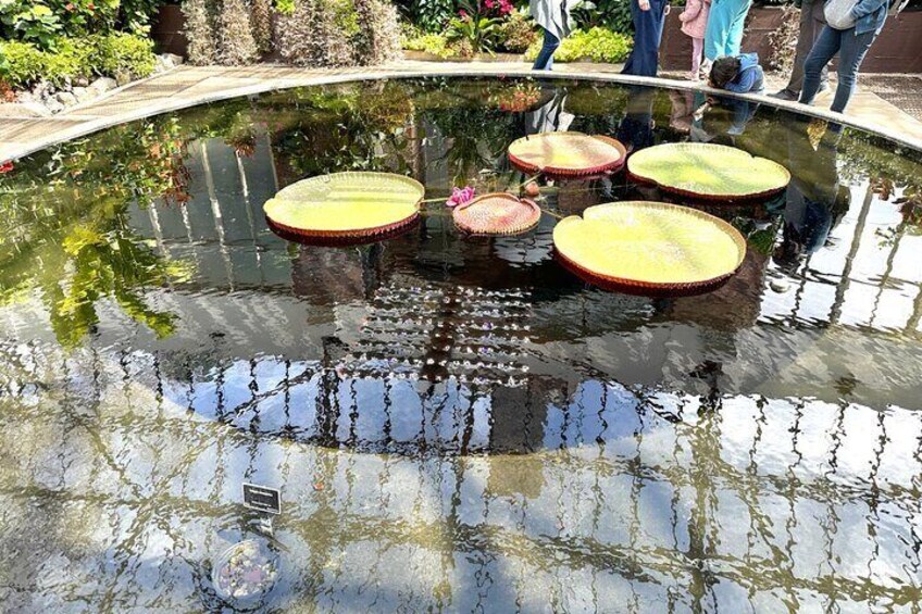 A pond with lily pads and a small bridge. 3