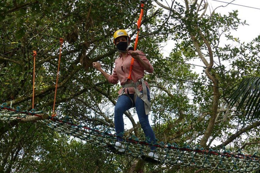 Tree climbing among the araucarias 2