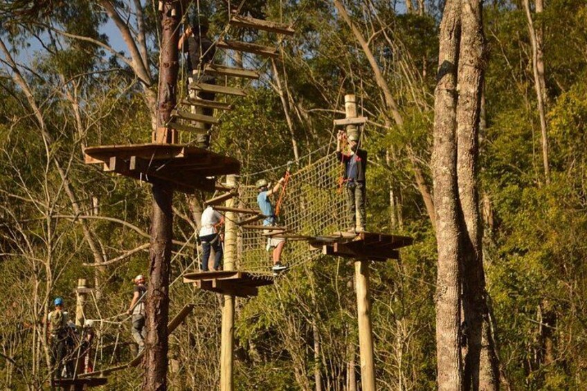 Tree climbing among the araucarias 4