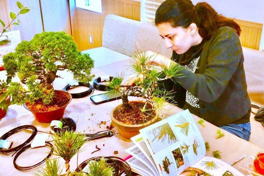 Bonsai Art Tour & Experience in Japan's Most Sacred "Bonsai City" 4