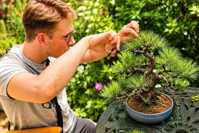 Bonsai Art Tour & Experience in Japan's Most Sacred "Bonsai City" 1
