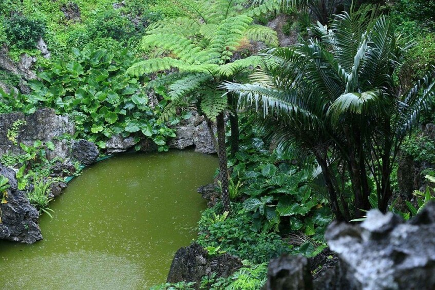 Picture 12 for Activity Okinawa: Bus Tour to Yanbaru National Park and Kouri Island 3