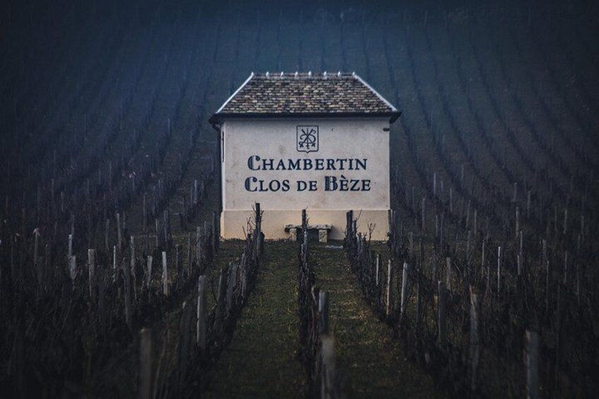 A vineyard with rows of grapevines and a building labeled 'Chambertin Clos de Bèze.' 1