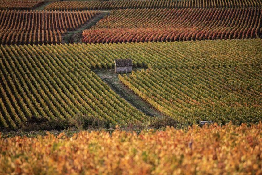 A vineyard with rows of grapevines and a small building in the center. 5