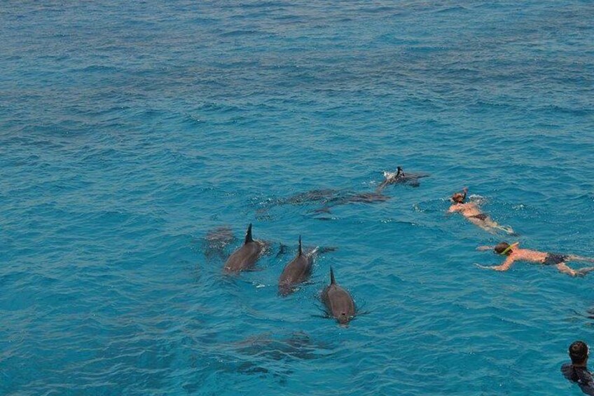 A person swimming with dolphins in clear blue water. 1
