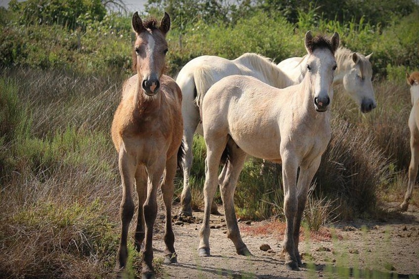 Aigues Mortes: Electric bike safari - Ebike in Camargue 3