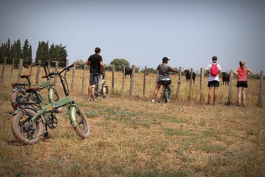 Aigues Mortes: Electric bike safari - Ebike in Camargue 4