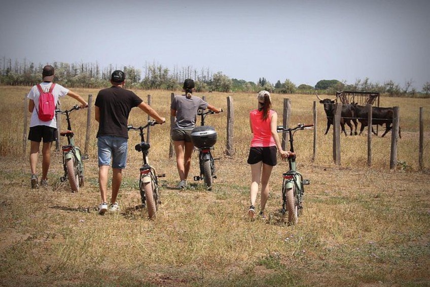 Aigues Mortes: Electric bike safari - Ebike in Camargue 1
