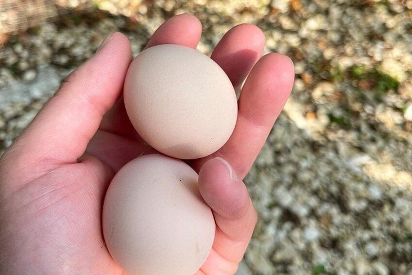 A hand holding three smooth, round objects. 5