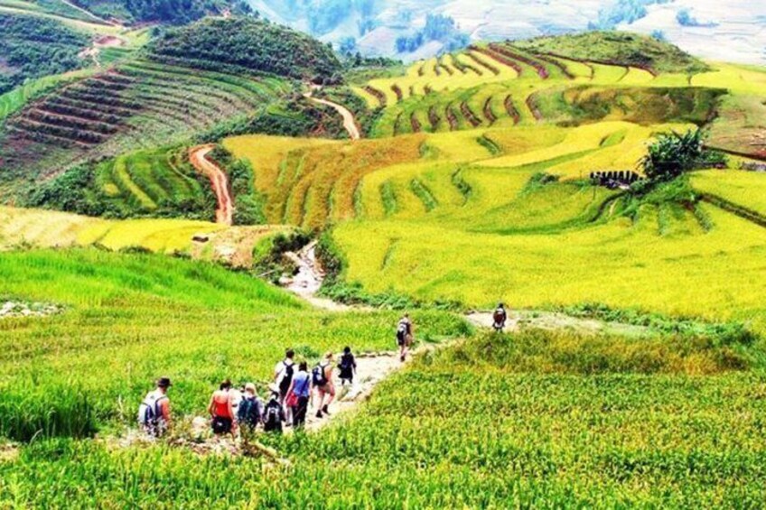 Terraced rice fields with a group of people hiking along a path. 1