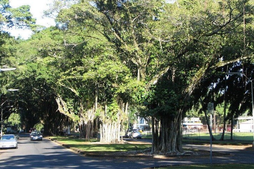 Een straat met hoge bomen, een weg met auto's en een grasveld. 5