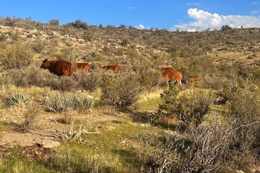 A hilly landscape with cattle grazing. 4