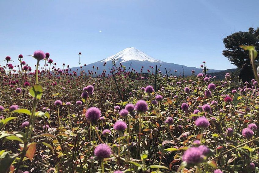 Mount Fuji Full Day Sightseeing Tour from Tokyo 5