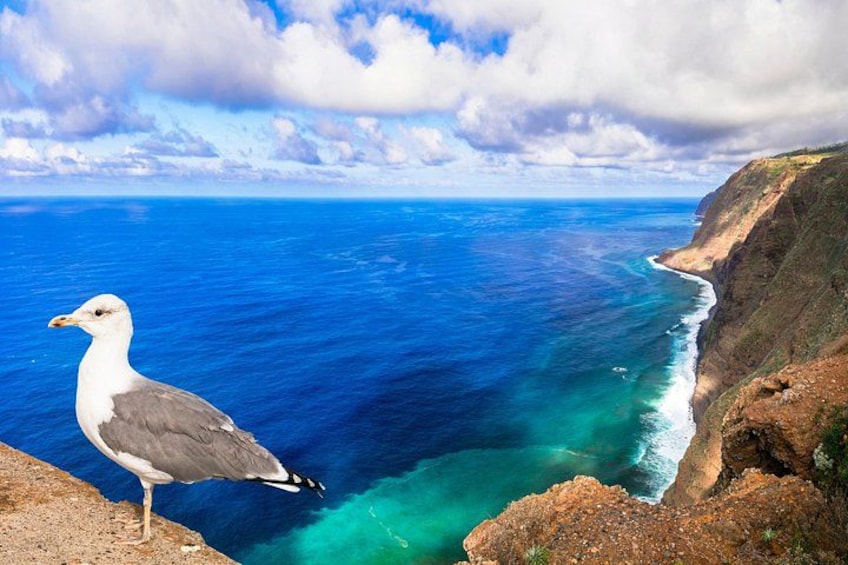 A seagull on a cliff overlooking a blue ocean with a clear sky. 4