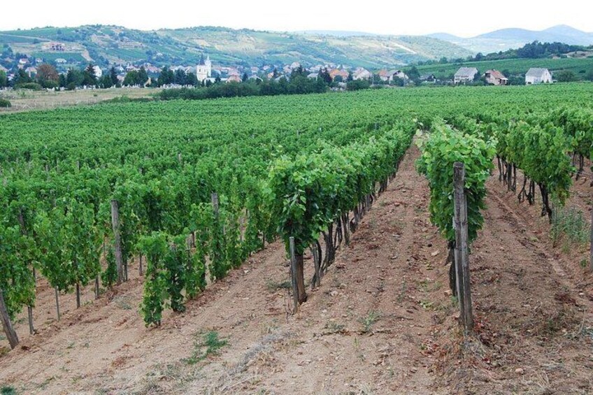 A vineyard with rows of grapevines. 4