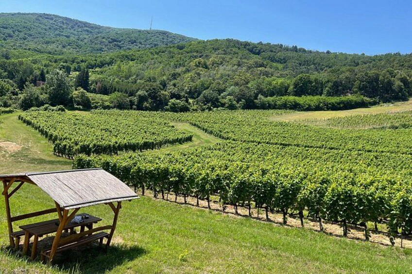 Un vignoble avec des rangées de vignes, un banc en bois et une table de pique-nique. 2