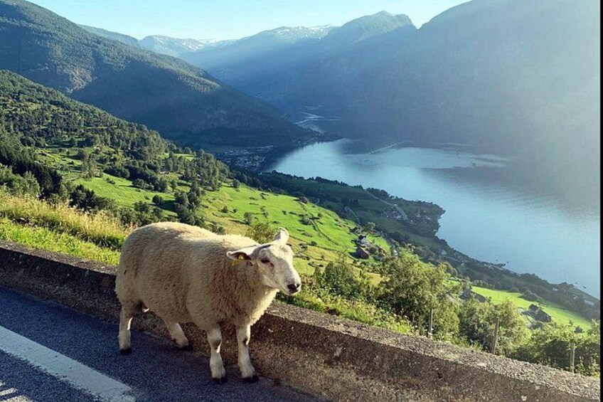 Et får ved vejsiden med et bjerglandskab og en sø i baggrunden. 2