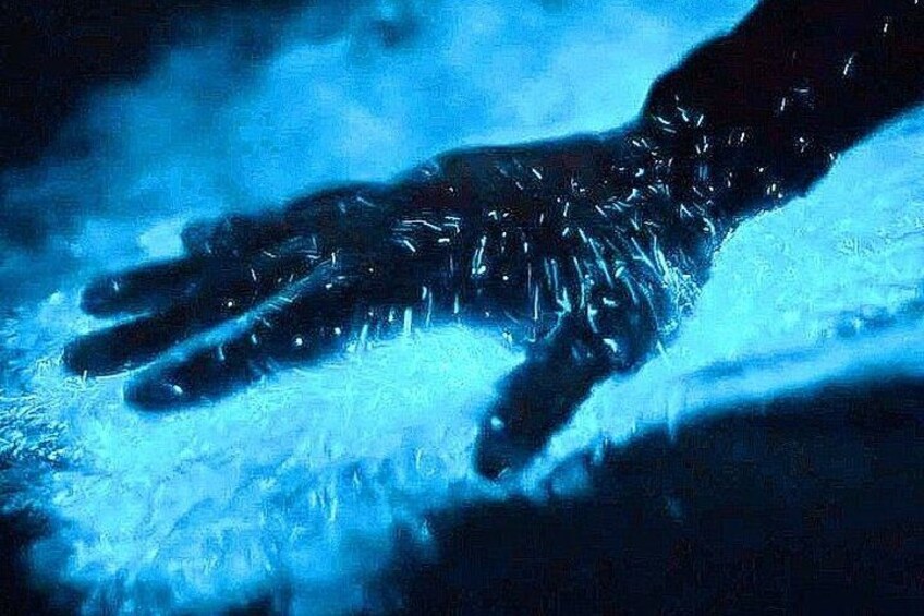 Bioluminescence & sunset local boat tour to Los Arcos Sanctuary 4