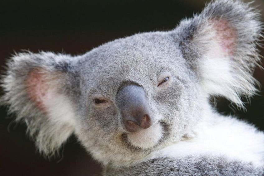 2 Days and 1 Night Great Ocean Road (Melbourne Chinese Tour) 4