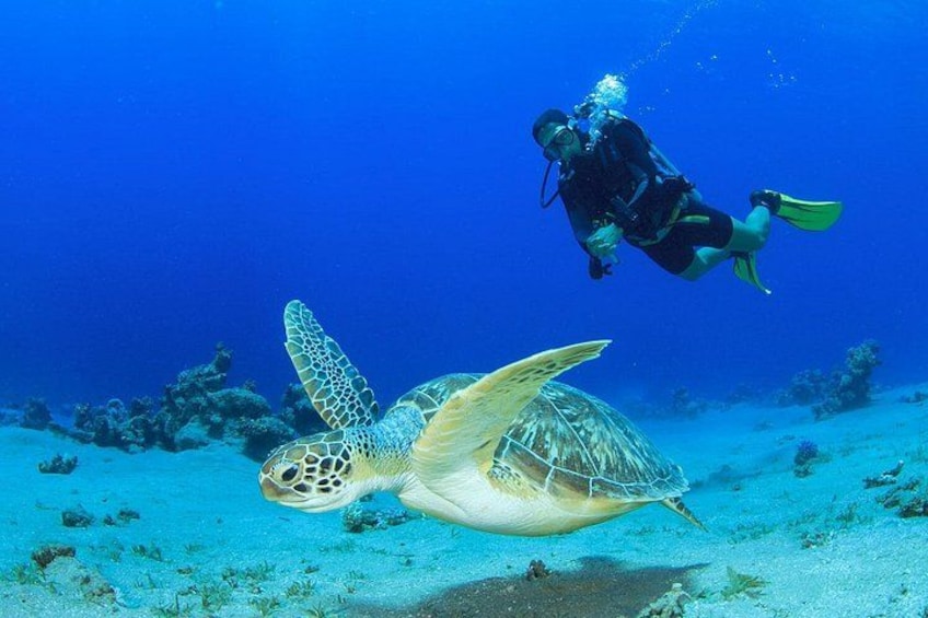 Mancora: Dive & Discover - Diving experience 5