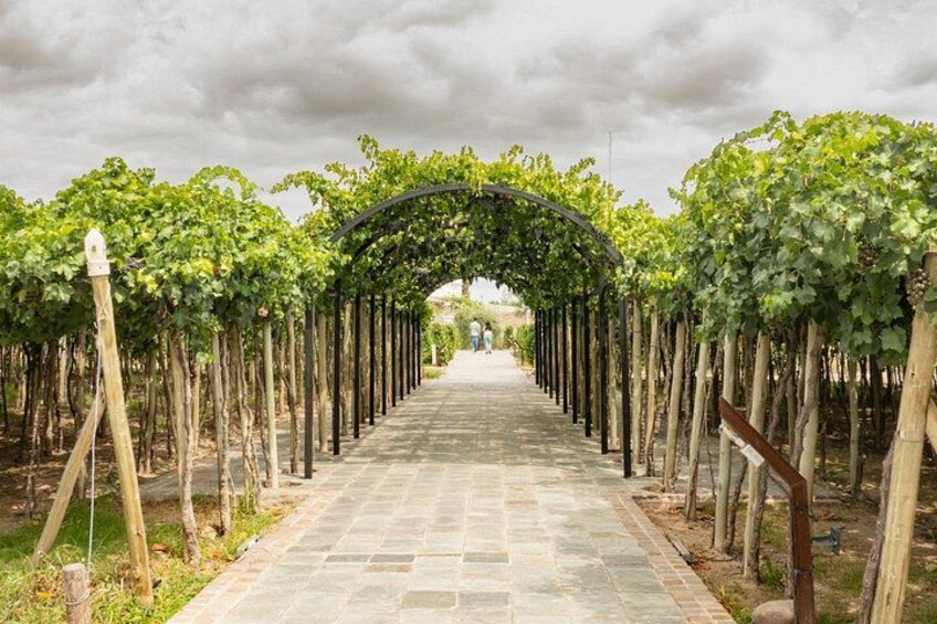 Exploring El Enemigo & Casa Vigil / Meet Mendoza´s Wine Icon 4
