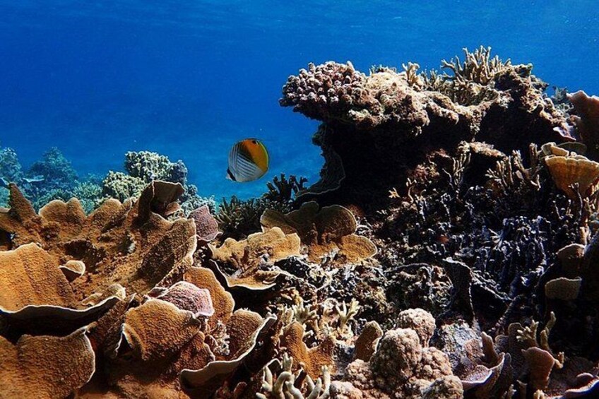 Okinawa Ishigaki Phantom Island Snorkeling Tour 4