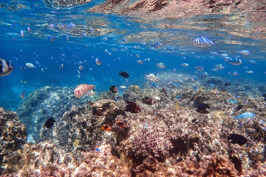 Ein Korallenriff mit verschiedenen Fischarten und klarem, blauem Wasser. 2