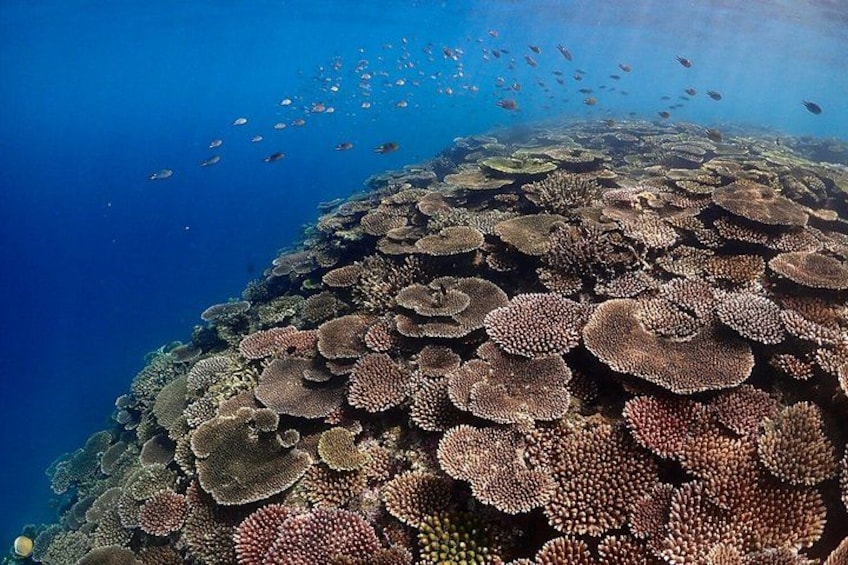 Okinawa Ishigaki Phantom Island and Blue Cave Snorkeling 2