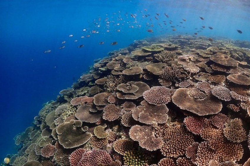 Un récif corallien abritant une faune marine diversifiée et bordé par une mer d’un bleu limpide. 5