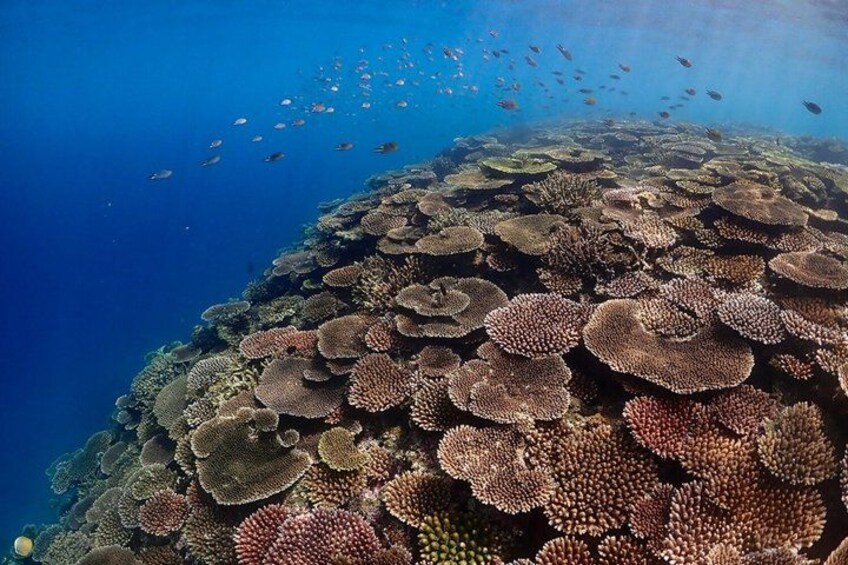 Un arrecife de coral con abundante vida marina y aguas azul turquesa. 5