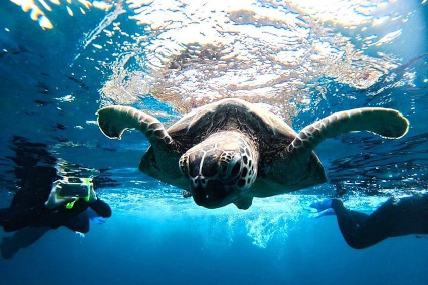 Una tortuga marina nada bajo el agua, con luz solar filtrándose. 3