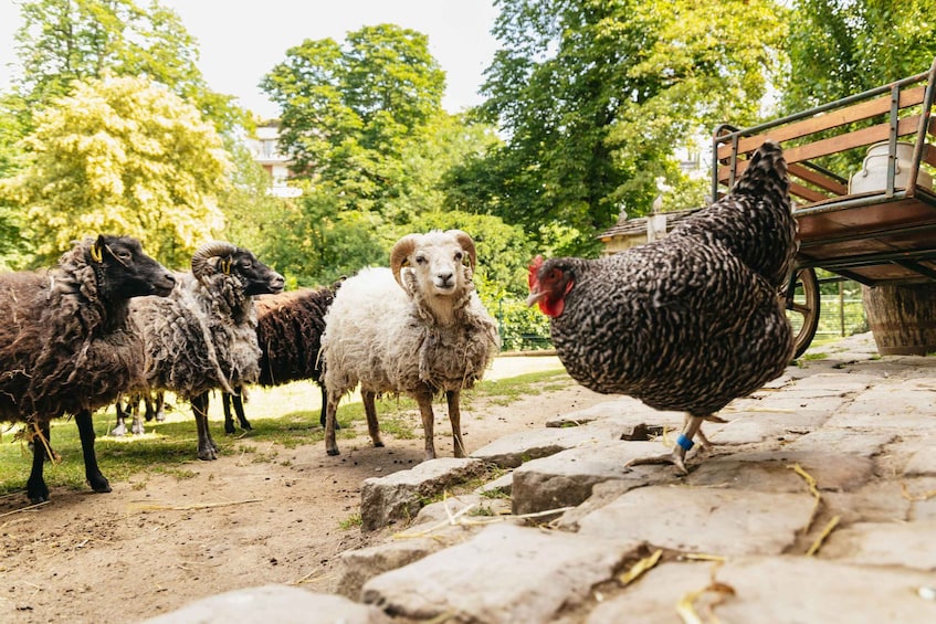 Un grupo de ovejas y una gallina en un sendero de piedra con árboles al fondo. 5