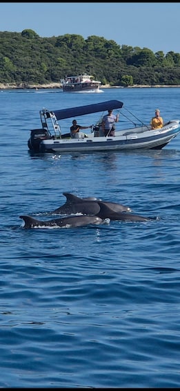 Picture 7 for Activity From Poreč: Sunset Dolphin Cruise with Drink included 3