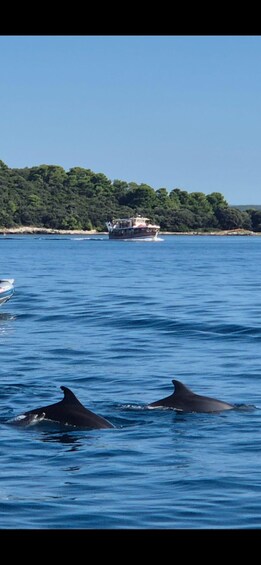 Picture 8 for Activity From Poreč: Sunset Dolphin Cruise with Drink included 2