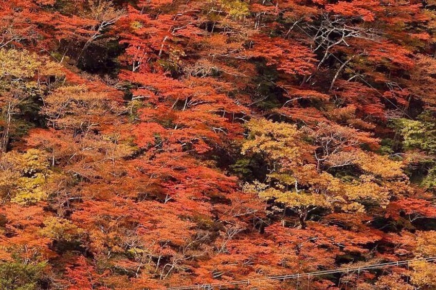 Fuji Hakone Private Tour with bilingual chauffeur 3